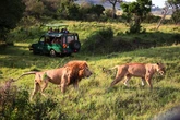 Lion snatches and kills teenager near Nairobi National Park in horrific attack
