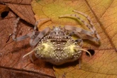 Bizarre new spider found in Amazon rainforest looks exactly like a zombie fungus