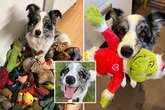 'UK's smartest dog' Harvey knows more than 200 words including all 203 of his toys