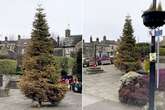 Christmas tree finally removed in town centre - more than 80 days into new year