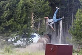 Horror as 2,000lb bison flips grandad, 80, 'like a ragdoll' and launches him 8ft into air