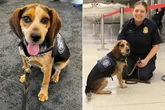 Man deported for kicking dog into the air at airport after it sniffed out 45kg of food