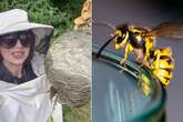 Wasp nests getting 'bigger and more difficult' to control warn pest hit squad