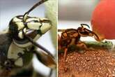 Bloke keeps deadly hornet as a pet - what happened next surprised him