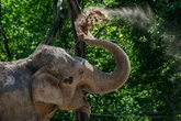 ‘Call on the Government to help protect elephants and dolphins from cruel tourist abuse’