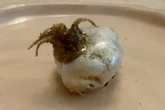 Boy finds 'alien creature that feeds off light' after 'meteorite smashes into house'