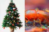 Eight-toothed tree-eating critter invasion threatens to annihilate Christmas joy