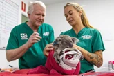 Koala gets chlamydia vaccine in 'massive breakthrough' to help save the species