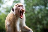 Great monkey escape as 43 brainy primates flee facility after ringleader leads them out