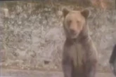 Wild bear attacks tourist after smashing car window and trying to drag him out