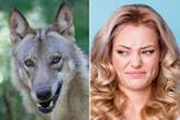 Daily Star's Text maniacs: 'I identify as a wolf', reader's sneaky plot, dirty Arsenal