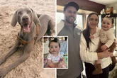 Mum claims 'jealous' family dog hated her so much it ripped chunk out of baby's face