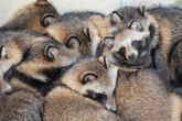 Cute raccoon dogs may have killed millions by spreading Covid-19 to humans