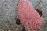 Mysterious pink alien eggs leave path of destruction over 'invasion' fears