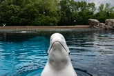 Marine park threatens to kill 30 whales saying 'give us money or the belugas get it'