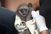 Man arrested at airport after smuggling 'endangered' apes by hiding them in his bag