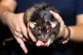 Giant rats are invading the UK – here's how to get rid of the beasts 'hard-wired' to survive