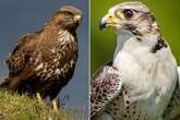 Six 'deadly' bird species to beware of in UK as Brits pestered by feathered fiends