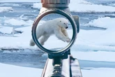 Inside sick £43,000 polar bear hunt as tourists wield high-powered rifles