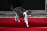 These top diplo-cats were the furry power behind some of history’s greatest world leaders