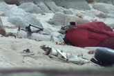 Horror as three dead after plane crash into sea just metres from the shoreline