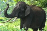 Animal poo could save millions of humans as scientists tacke killer superbugs