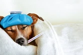 First aid to save your pet – follow these 8 tips from our Star Paws expert