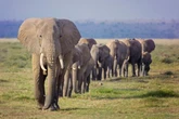 Early Europeans butchered elephants and made tools from their bones 400,000 years ago