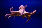 Brits saved from octopus invasion by hungry ocean pals scoffing them all