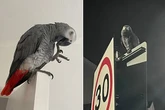 Hooligan parrot 'Rocky' causes reign of terror by constantly dive bombing neighbours
