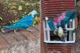 Blue pigeon baffles locals in UK town - but there's a grim reason behind its colour