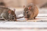 'Horror rat invasion' as tenants can't sleep because of rodents 'scratching inside the walls'
