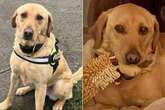 Lazy police dog forced to retire age two because she couldn't be bothered catching crims