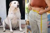 Scientists discover obesity genes that make humans and animals pile on pounds