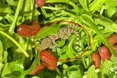Shopper stunned after finding a live gecko inside a packet of supermarket rocket salad