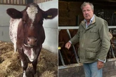 Jeremy Clarkson's farm on 'lockdown' after TB outbreak – what is it and can it infect humans?
