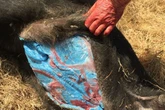 Wild pigs with 'bright blue' flesh are again showing up around California and causing concern