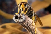 Bloodthirsty Asian hornets spread to northern England - and here's where they've been