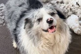 Social media star Border Collie stolen, sold to restaurant for £20 and eaten by diners