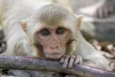 Locals 'more concerned than ever' about escaped monkeys as police issue chilling warning