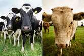 Britain full of 'killer cows' as farmer survives life-threatening ordeal