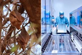 Huge deadly virus warning as scientists find 22 new health threats from Chinese bats