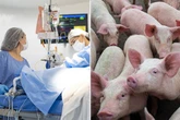 World's first pig-to-human liver transplant in 'landmark' surgery with new hope for thousands