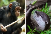Clever animals that make their own tools from digging chimps to rocker otters
