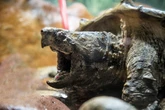 'Extremely dangerous' turtle that can 'slam hand like car door' sparks UK beauty spot panic