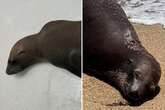 Authorities hunting for 'sick' suspect who shot sea lion dead on California beach