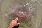 Gigantic sea monster jellyfish with 70ft tentacles kills in 'horrifying way'