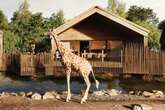 Chester Zoo fans rage over cost of safari lodges and say 'it's cheaper to fly to Africa'