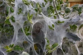 Plants talk to animals and let them know when they're stressed say boffins