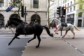 'Dark omen' horse that ran loose through London 'covered in blood' retires